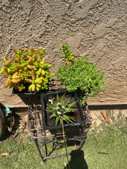 Plantas c una
