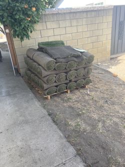 Sod fescue