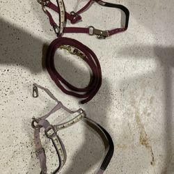 Intel Horse Halter And Lead Rope