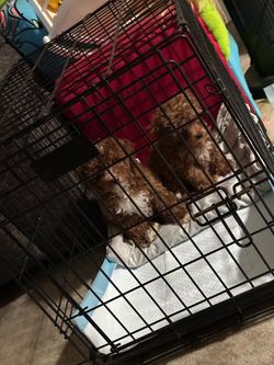 Small cage