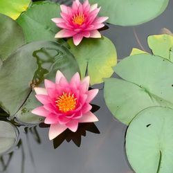 Homegrown Water lilies Perennial Plants