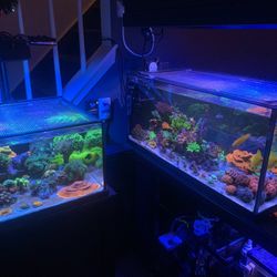 Beginner Sps Frags Available 