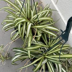 Spider Plant In Plastic Basket 