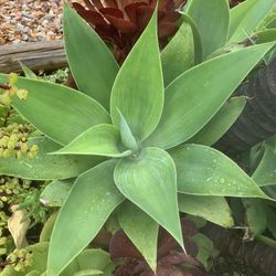 Small And Medium Snd Large Plant