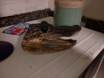 Real gator head all the teeth missing two small ones