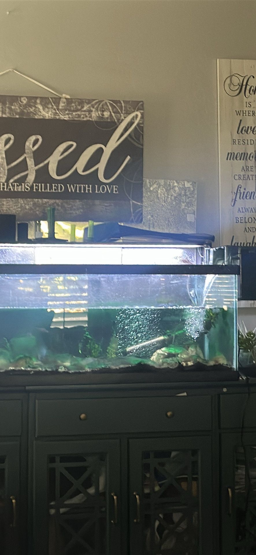 40 Gallon Fish Tank 