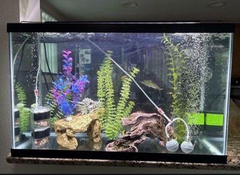 ASAP- Fish tank with accessories