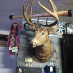 Deer Mount 