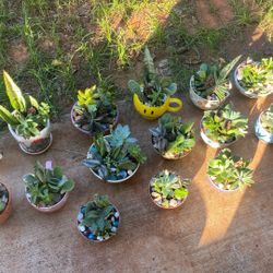 Plants Succulent Arrangements 