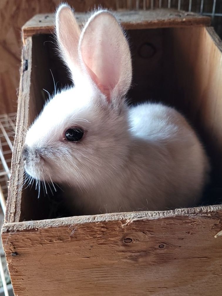 Rabbit Manure for Sale in Bakersfield, CA OfferUp