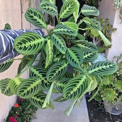 Large Lemon Lime Maranta Prayer Plant $35