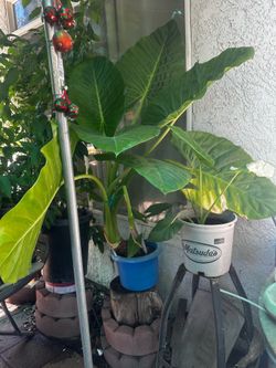 Tengo  estas plantas grandes de oreja de elefante  muy bonitas