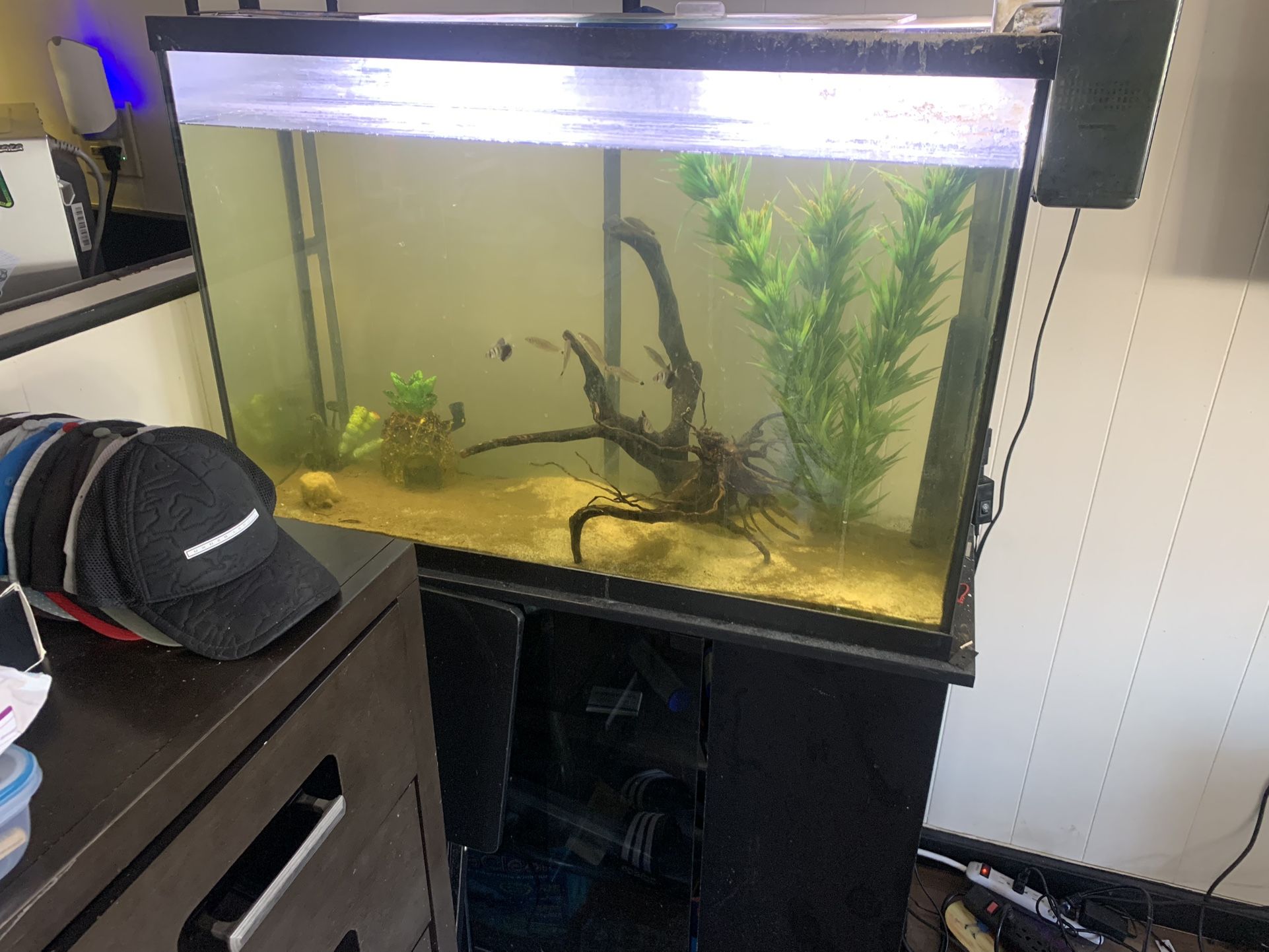 40Gal Fish Tank