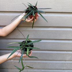 4” hoya sheperdii