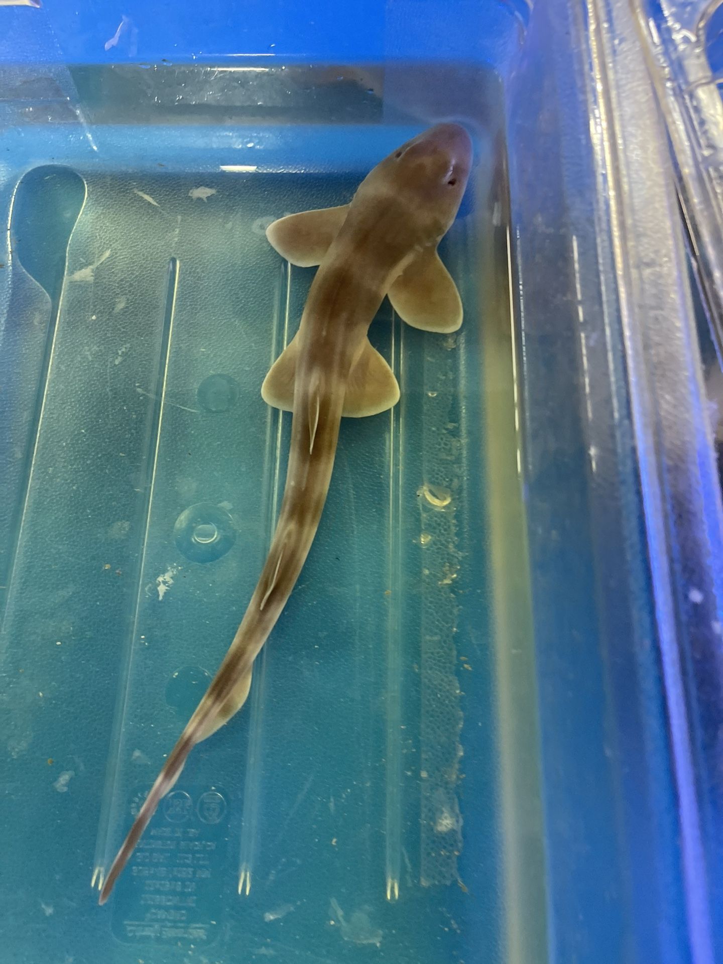 Bamboo Cat Saltwater Decoration for Sale in Los Angeles, CA OfferUp