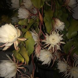 Night Blooming Flowering Queen Of The Night