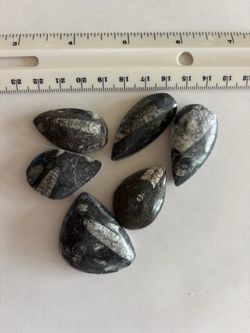 5 Orthoceras Fossil: Fossilized Ancient Cephalopod Specimens (Fossilized Squid)