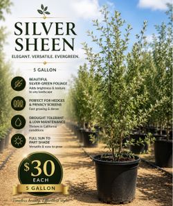 Silver Sheen