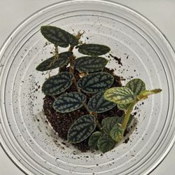 Pelliona Pulchra