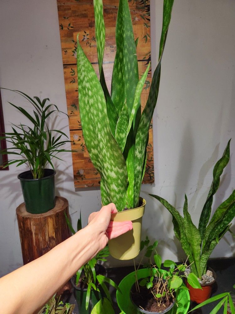 Sanseveria Plants 🪴.  1f Tall $15 Each