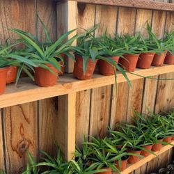 Spider Plants