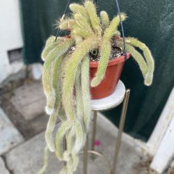 Monkey Tail Plant, In 10  Inch Hanging Pot Pick Up Only