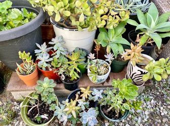 Plant Sale In Burbank