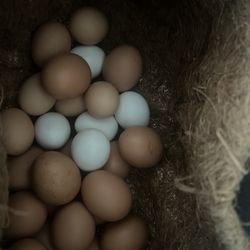 Dozen Fresh Eggs