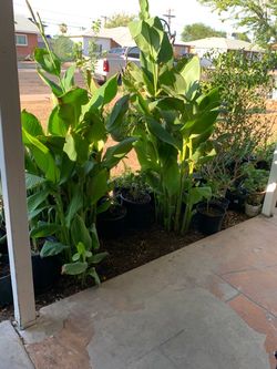 Canna Lily Plants for sale