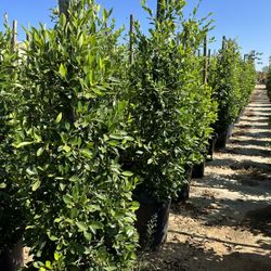 Indian Laurel Columns, Ficus nitida ‘Columns’ , Ficus tree, shade or Hedge and privacy 15gal Size