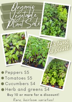 Organic Vegetable Plant Sale