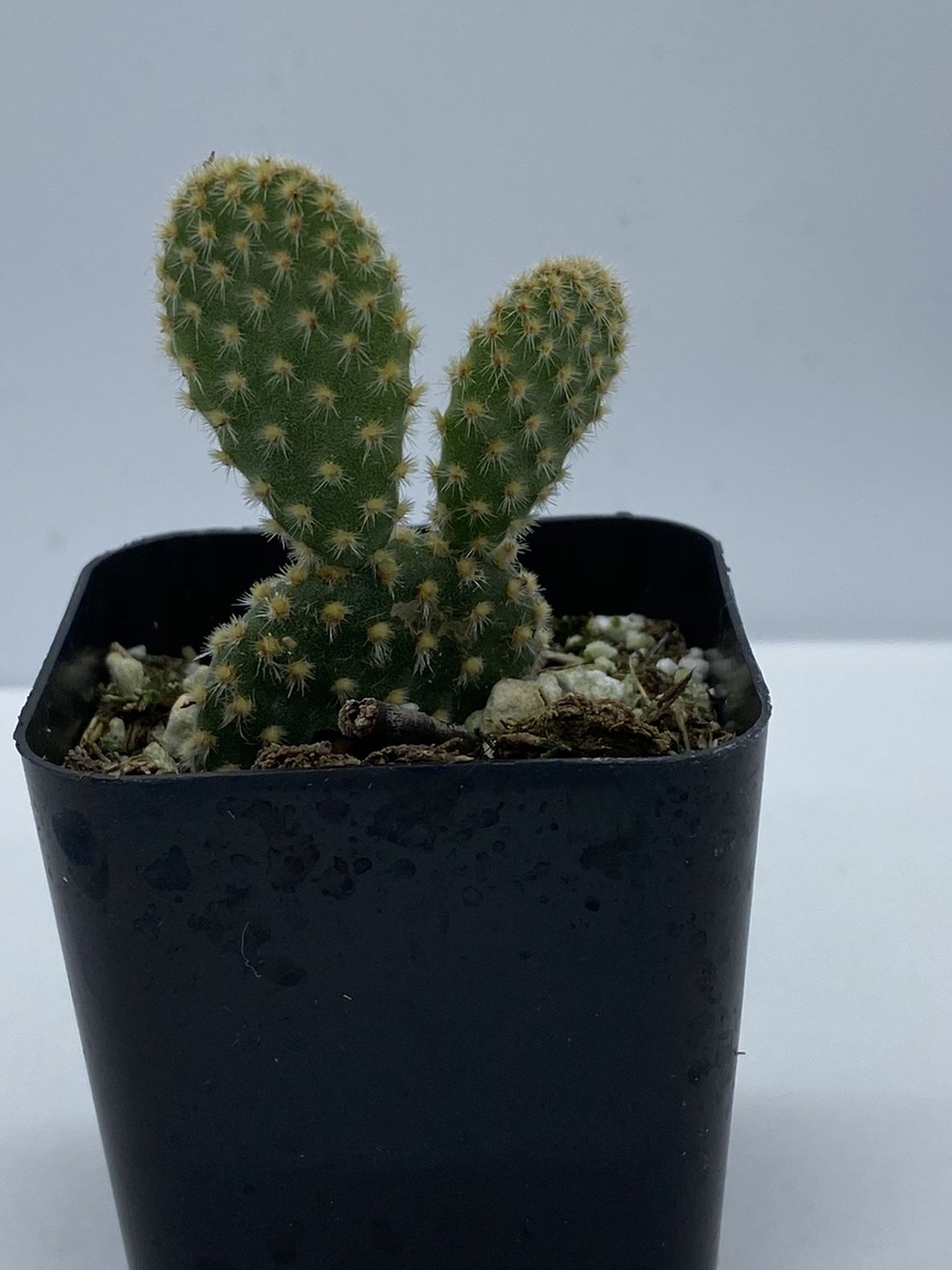 Mickey Mouse / Bunny Ears Cacti