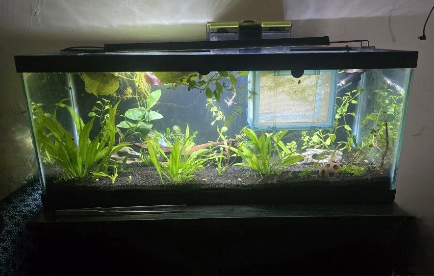 Fish Tank Aquarium Floating Plants