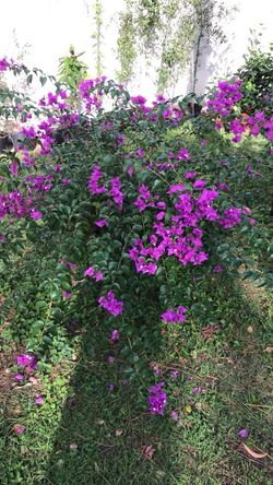 Purple Bougainvillea Bushes