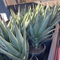 Aloe Hercules 