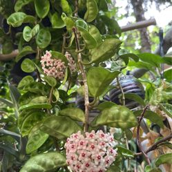 Hoya Crinkle Mother plant with flowers!