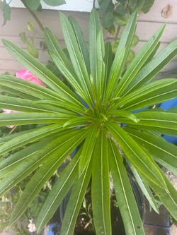Pachypodium lamerei drake or Madagascar palm