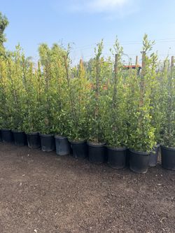 Indian Laurel Ficus 15 Gal