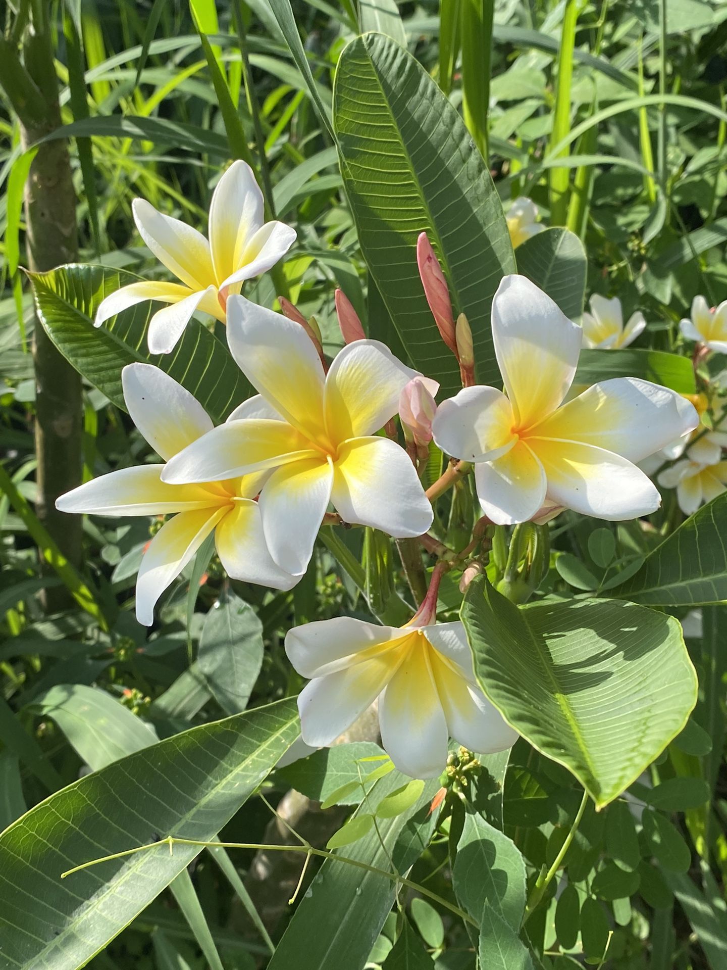 White/yellow Plumeria. 