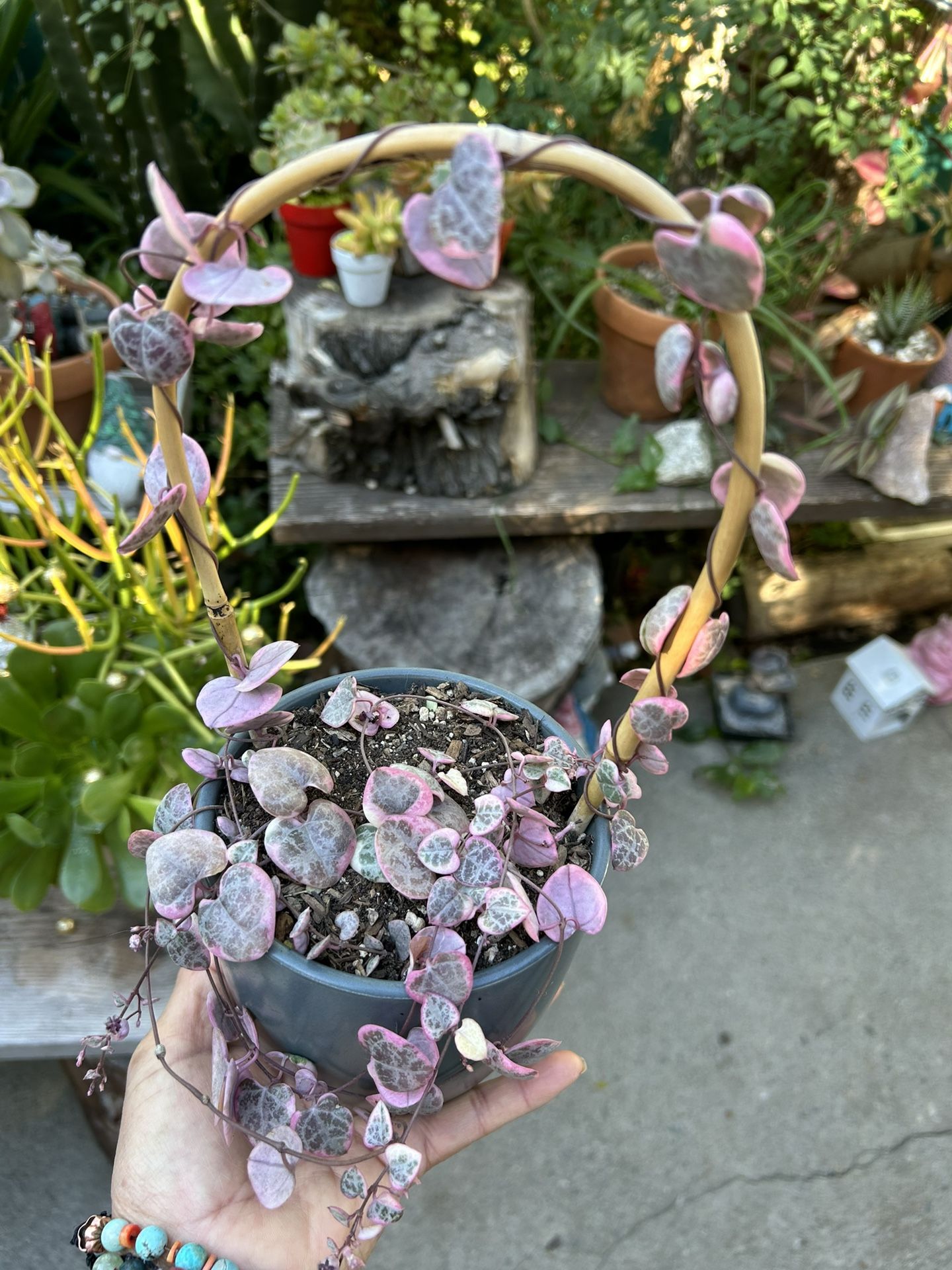 Succulents