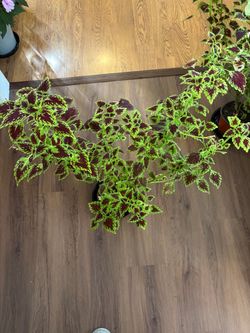 Coleus Plants