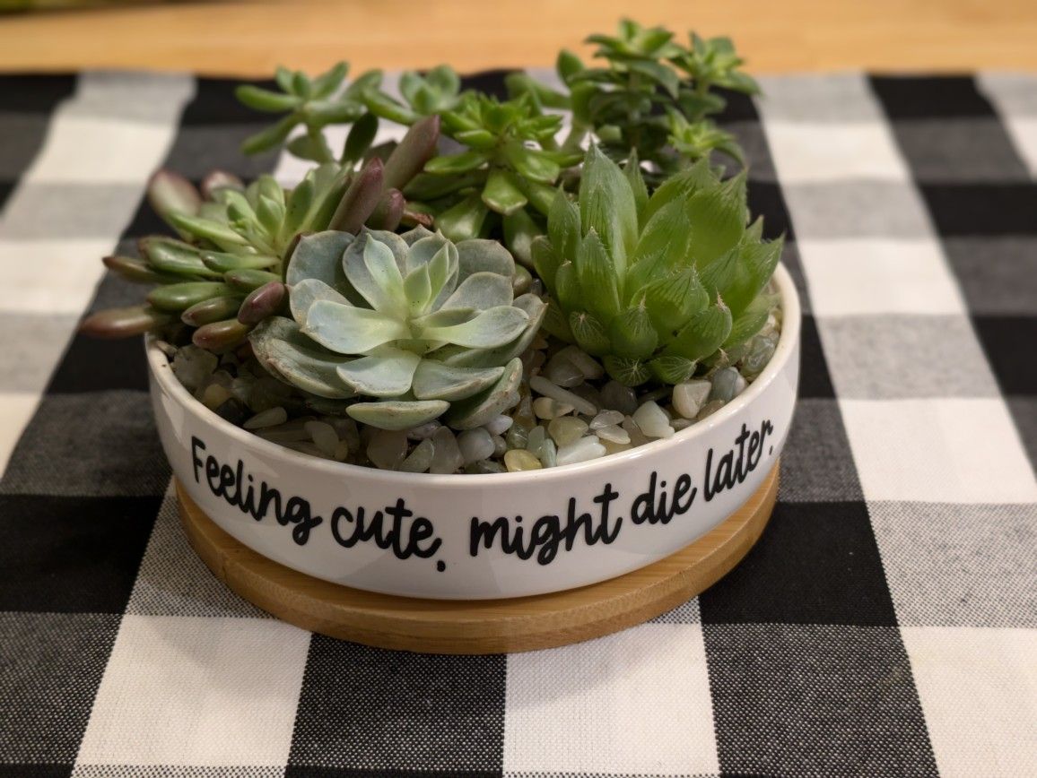 Adorable Succulent Planter (Perfect For Valentine's Day)