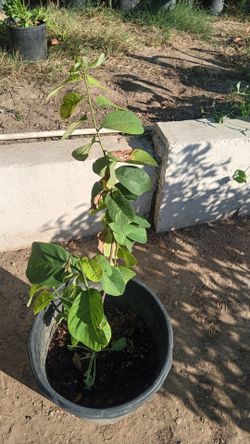 Chirimoya Tree  4' tall Seedling in Pot