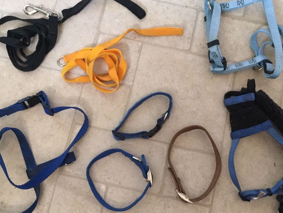 Lot of Leashes, Collars, and Harnesses for Small Dog