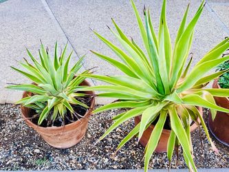Two large mature variegated agaves - $30 for both
