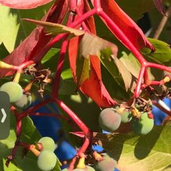 Virginia Creeper Perennial Climbing Vine , Leaves Become Beautiful In Autumn. 