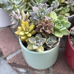 Succulents (Mother’s Day Gift 🎁)!