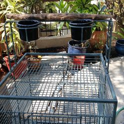 Bird Cage