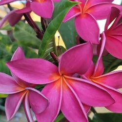 Red Plumeria Cutting