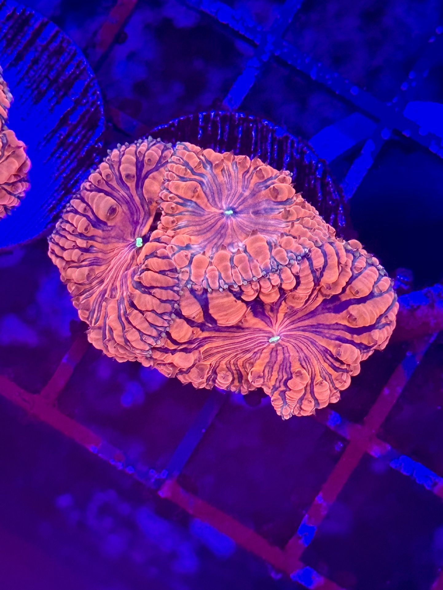 Blasto Aquarium Decorations